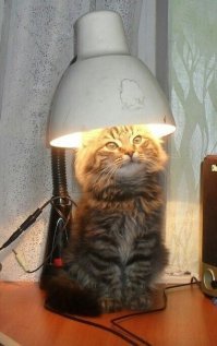 Кот с лампой тоже мерзнет!
