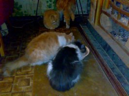 а вот мои засранцы (правда уже их нету и всего одна фотка осталась) на даче возле камина...