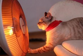 за котиков спасибо...