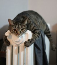 Кошачьей мерзлявости пост