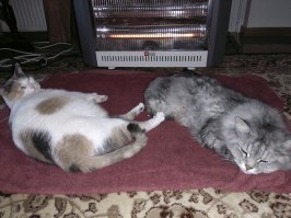 Кошачьей мерзлявости пост