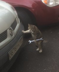 Давно известный факт.Коты -специалисты во многих областях
