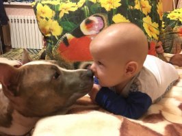 Первая встреча моей собаки с внуком.(собаке 1.6 лет а внуку 4 месяца)