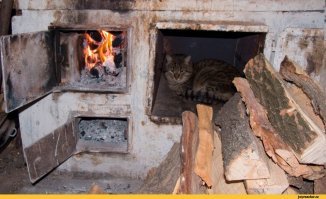 Суровый деревенский котище сам выгреб все дрова? :)