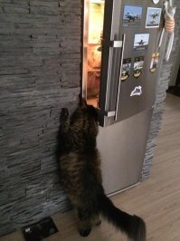 воровать нехорошо...
пользуйтесь зконными методами ))))

Что б открыли легальный доступ в холодильние, надо с хозяевами посиделки устраивать, птвка попить, историю рассказать....