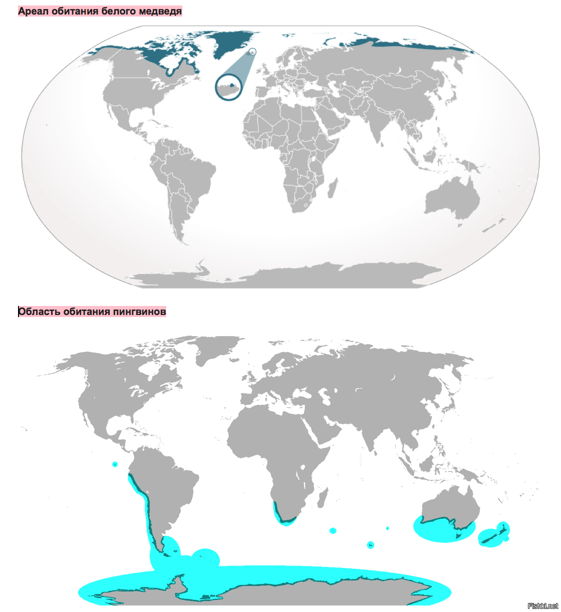 Ареал обитания пингвинов и белых медведей. Ареал обитания пингвинов на карте. Ареал обитания белых медведей. Ареал распространения пингвинов. Как можно объяснить ареал обитания белого медведя
