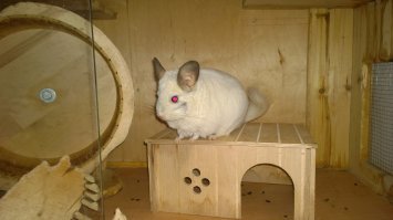 Красавчик) 
А у меня теперь вот какой живёт, 6+ лет, Марсик)