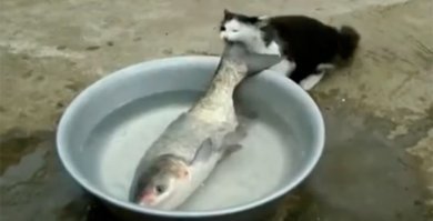 Кот обнимается с сосиской