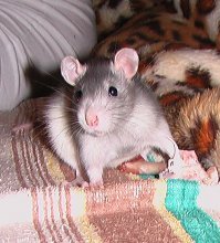 Эта крыска моется в душе совсем как человек