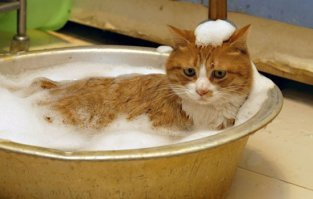 В тазике это не мой кот. Фото с нета. У меня уже пожилая кошка (16 лет), но тоже со своими причудами. Кася (Кассиопея) летом на подоконнике.