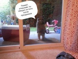 Смешные картинки и прикольные фотографии