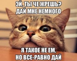 Хитрый и коварный кот – двигатель прогресса! Неравный бой с водяным Антошкой и другим высшим разумом
