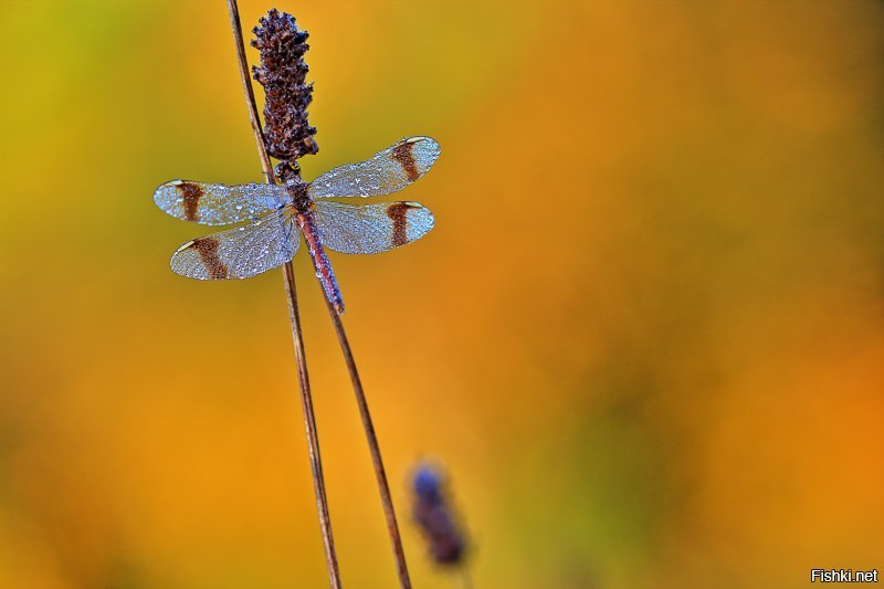 Мои художества