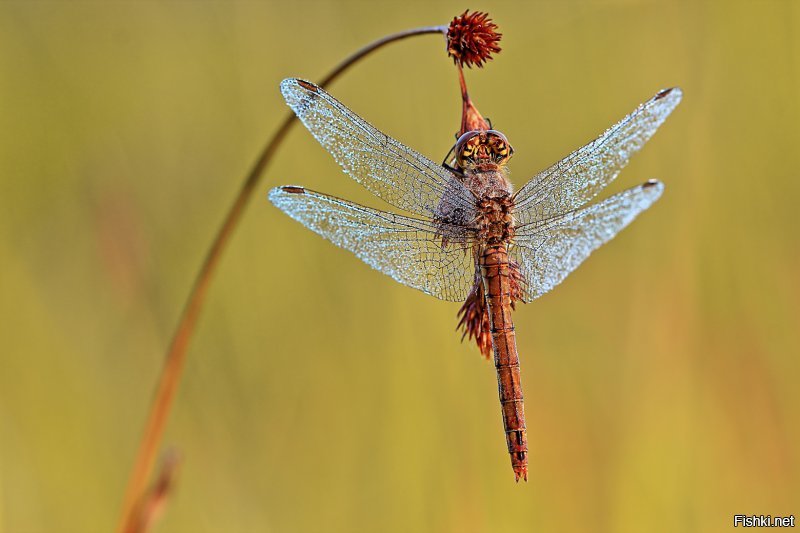 Мои художества