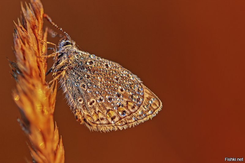 Мои художества