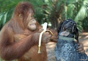 Все должны любить бананы