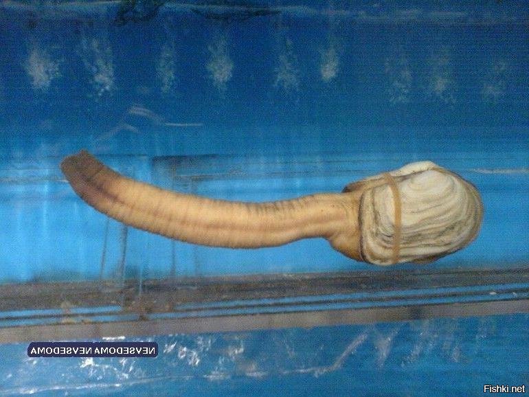 Для морских огурцов и  всёго живого смертельная доза ионизирующего излучения более 600 рад (600 бэр) . Бэр (биологический эквивалент рентгена)   устаревшая внесистемная единица измерения эквивалентной дозы.
Аккумулированная доза внешнего пояса Ван Аллена 5 тысяч рад! Пластмасс в труху рассыпается, молекулы гибнут, металл подвергается коррозии.