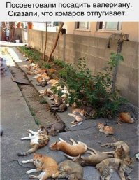 Не красивые коты))) ..............хотя..я их всех ОЧЕНЬ ЛЮБЛЮ.