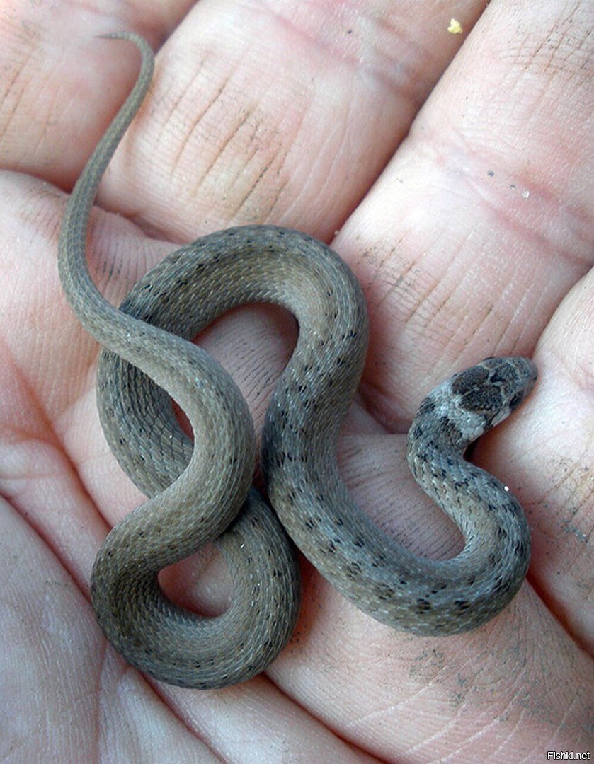 Snake less snake. Серая змея полоз полоз. Барбадосская узкоротая змея. Гадюка полоз уж.