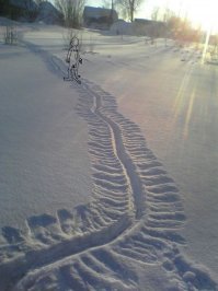 Загадка "сибирской многоножки"