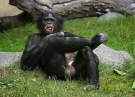 Ну и этот чем смог помог:).