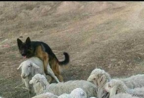 Дружба не зависит от вида 