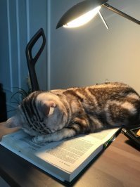 Стыд-то какой за такие истории...