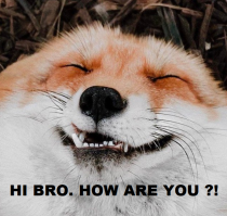 Kак лиса избавляется от блох