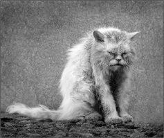 Как я нашу кошечку хоронить собирался