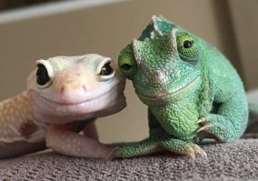 Просто звери