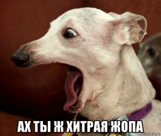 Ученикам Остапа Бендера посвящается