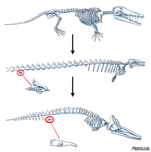 Задние конечности питона. Задние конечности китов. Скелет передней конечности кита. Пояс задних конечностей у китообразных. Базилозавр Эволюция.