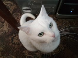 А из меня можно яичницу??
