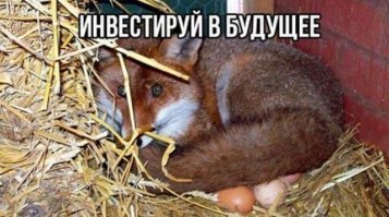 Kак лиса избавляется от блох