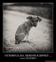 На трассе среди машин лавировала овчарка. Волонтер крикнула ей “рядом!” 