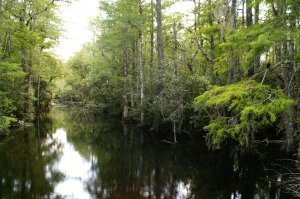 Это не такие болота, к которым мы привыкли. Типа такого