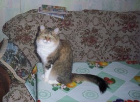 Наша "хранится" где захочет