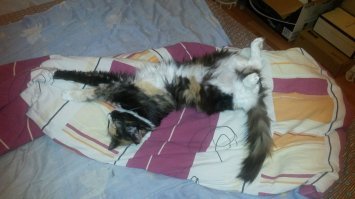 какие там улыбки =( ...я поседел когда узнал что моя рыжая морда вывалилась =( вечером была кошка...утром нет...весь подъезд на уши поставил....а жили на минуточку на 6-м этаже...в итоге кое как выпросив ключи от подвала нашел киску там (думал как кошка...куда бы я щеманулся в случае...) захожу в подвал "Кася ?" из угла "мяу"... доча ну как же так ? проверяю зубки целы, лапы отбиты, губа и нос разбиты....боже жива и слава богу =) 
..и что вы думаете ? Кась как ходила по краю так и ходит...сейчас пердушке уже 13 год =)