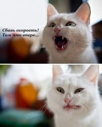 Смешные картинки с надписями