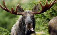 На ралли в Норвегии российский экипаж вылетел с трассы из-за лосей