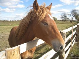 Жизнь простой русской деревни в объективе профессионального фотографа