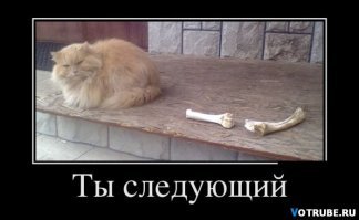 Как правильно хранить кошек