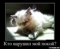 Как правильно хранить кошек