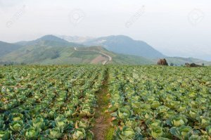 Сразу видно человека с гор. Чем выше в горы - тем чаще видишь капусту вместо винограда. На бедной почве лучше растёт.