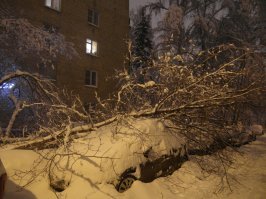 Деревья попадали на машины и провода. Зато повод покататься на санках. Москва, Тушино. Вчера и сегодня.