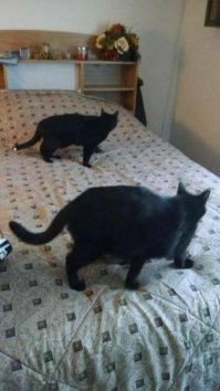 Сколько ног у этой кошки?????