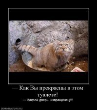 Найдены самые фотогеничные кошки в мире