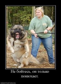 Может собака хочет просто понюхать )))