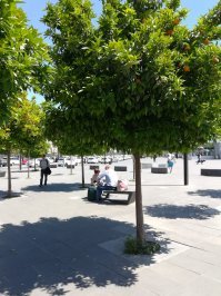 Реально, для чего воровать апельсины? Они на каждом дереве в Севилье растут))