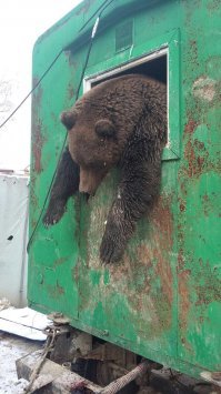 автор, никогда не ходи по лесу..... только крупная техника может от миши спасти......
то что ты от туда вернулся, так благодари бога. для медведя на дороге, ты всего лишь добыча, причем ЛЕГКАЯ добыча